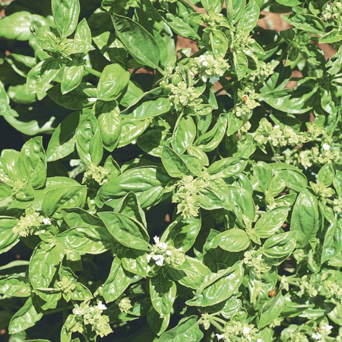 Sweet Basil